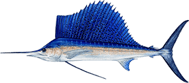 atlantic sailfish